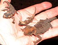 ����� ����� ������